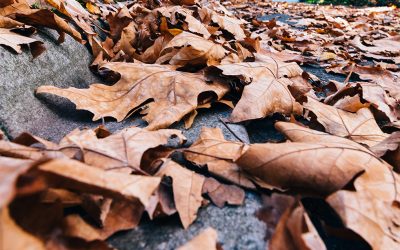 Gestion déchets verts : solutions pratiques pour votre jardin