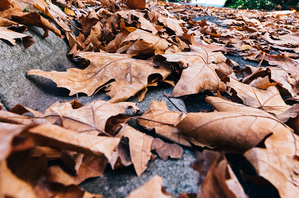 feuilles mortes site web feuilles mortes automne