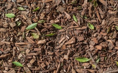 Paillage jardin : guide complet