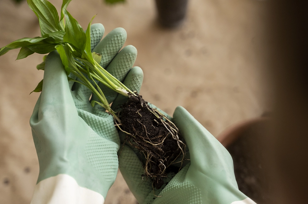 protégez vos plantes